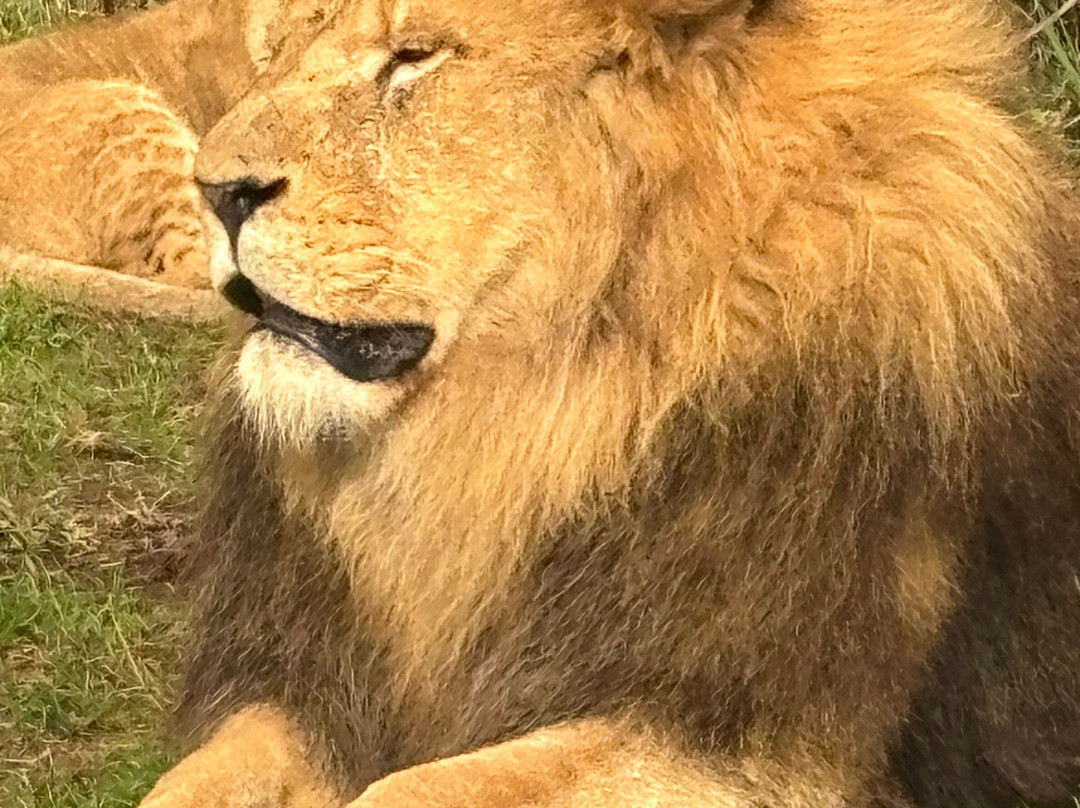 West Midlands Safari Park-Bewdley必去景点