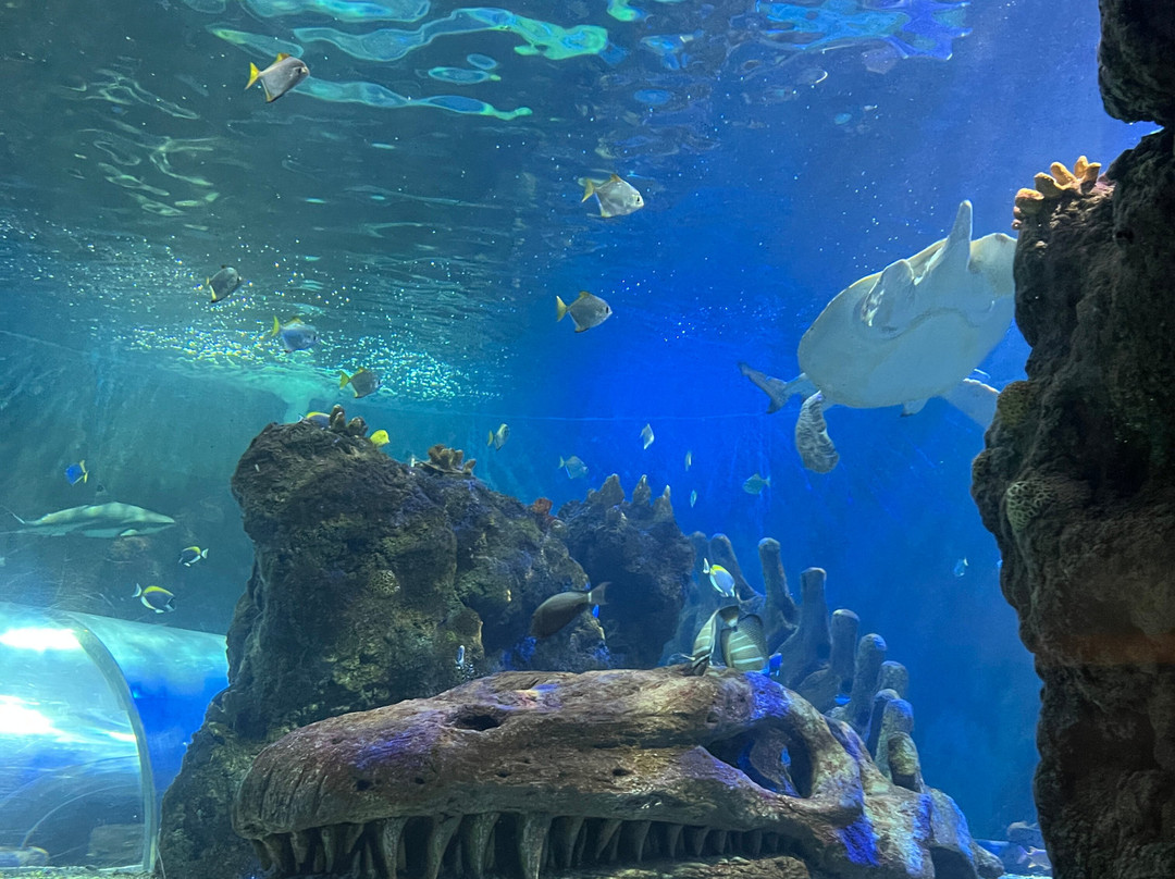 SEA LIFE Benalmadena-班纳玛德纳必去景点