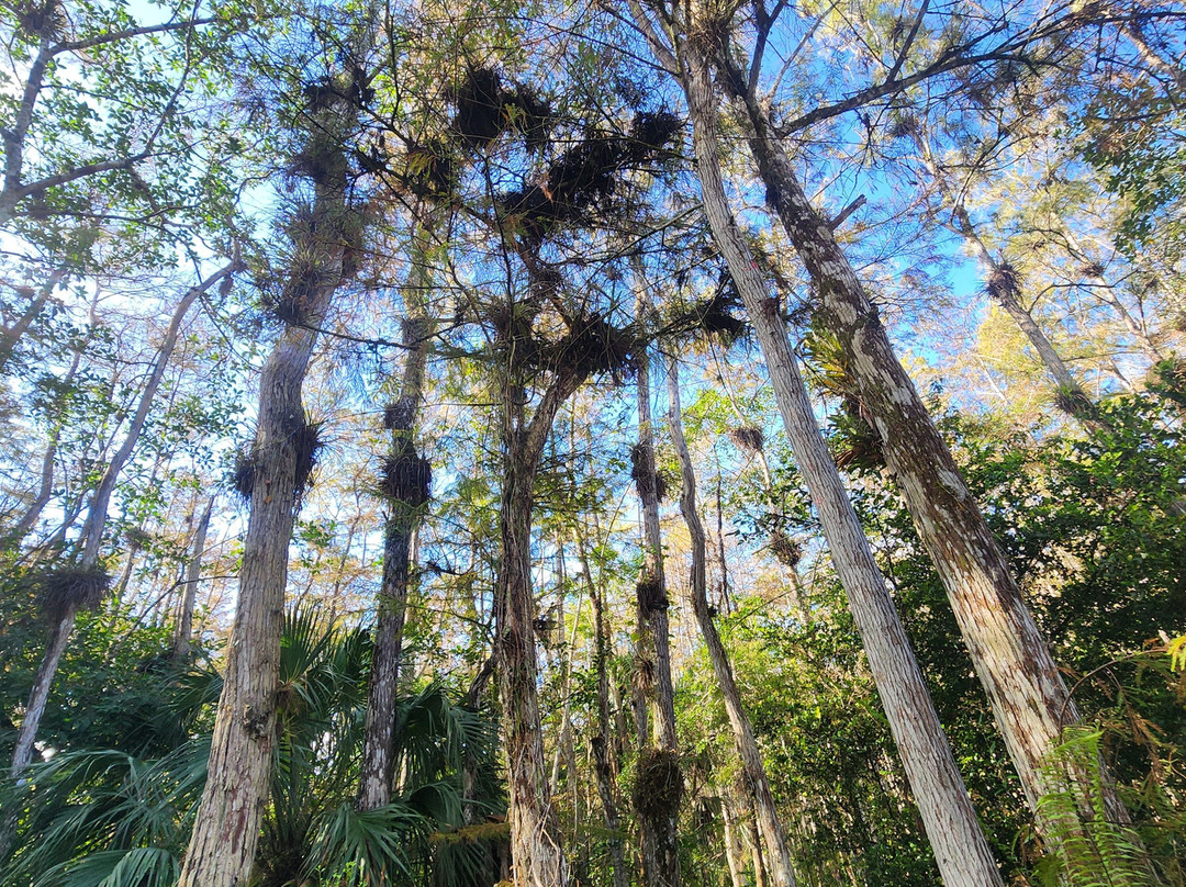 Clyde Butcher's Big Cypress Gallery-奥乔皮必去景点