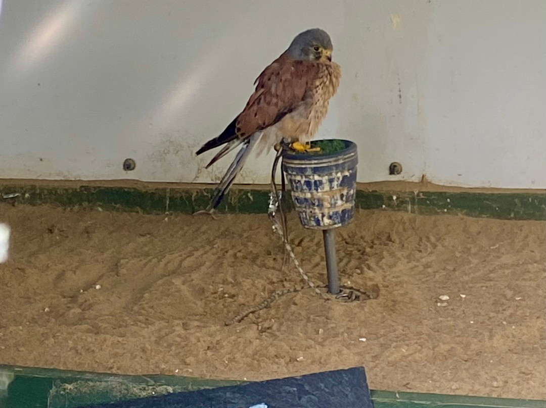 Falconry Days-赫克瑟姆必去景点