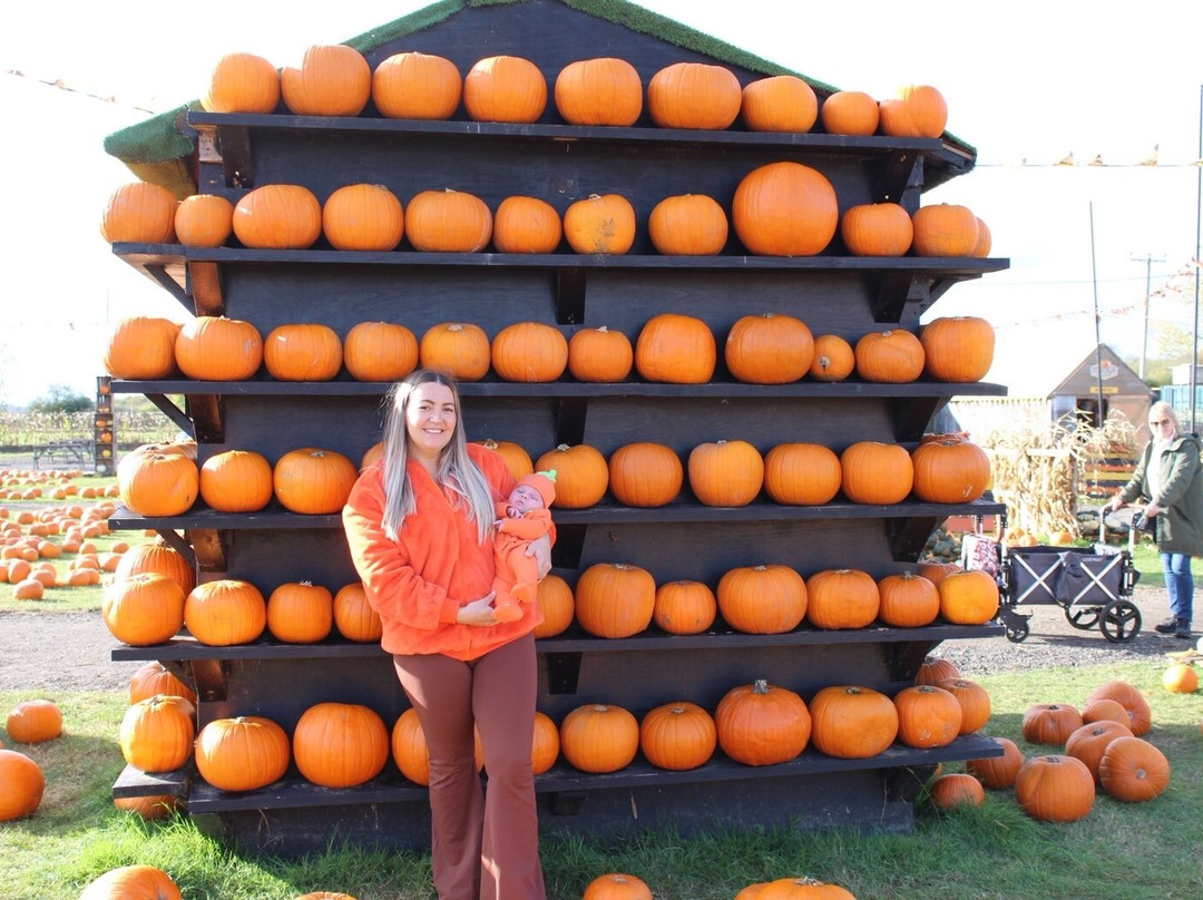 Pumpkin Picking Village-South Woodham Ferrers必去景点