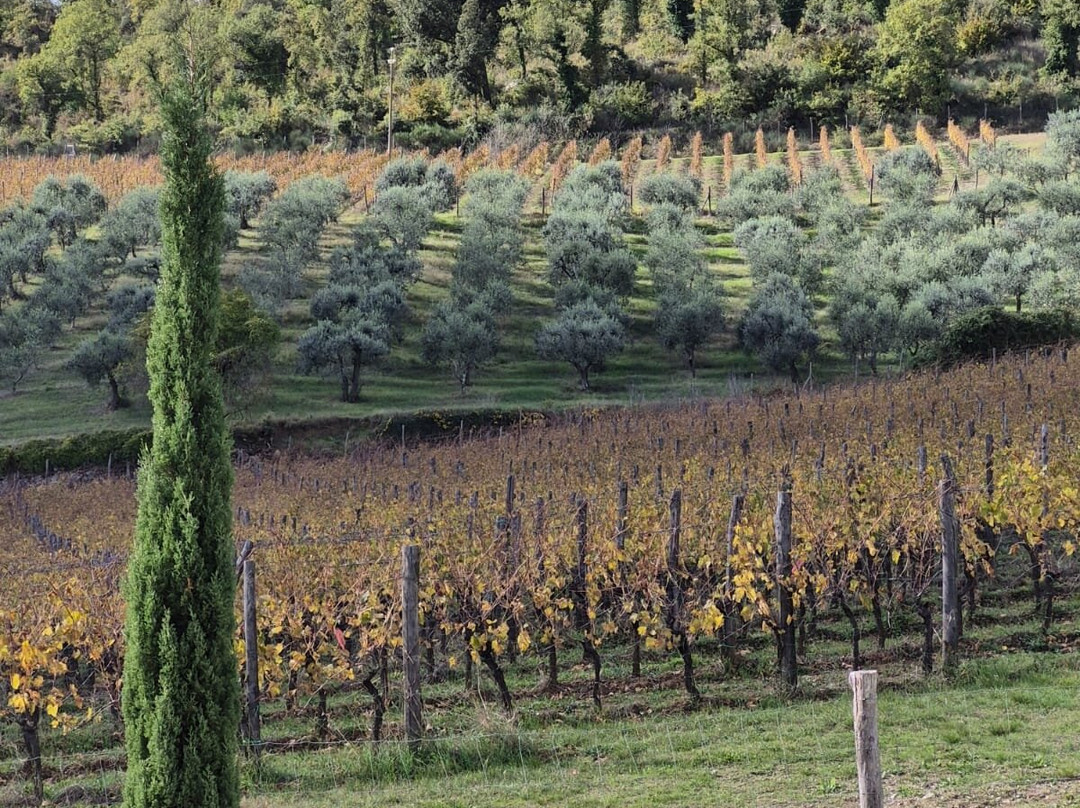 Panzanello Winery in Chianti-Panzano in Chianti必去景点