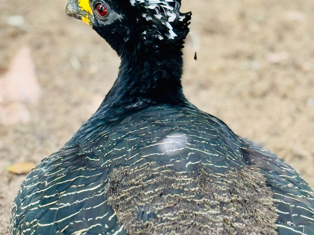 Parque Arvorar-Aquiraz必去景点