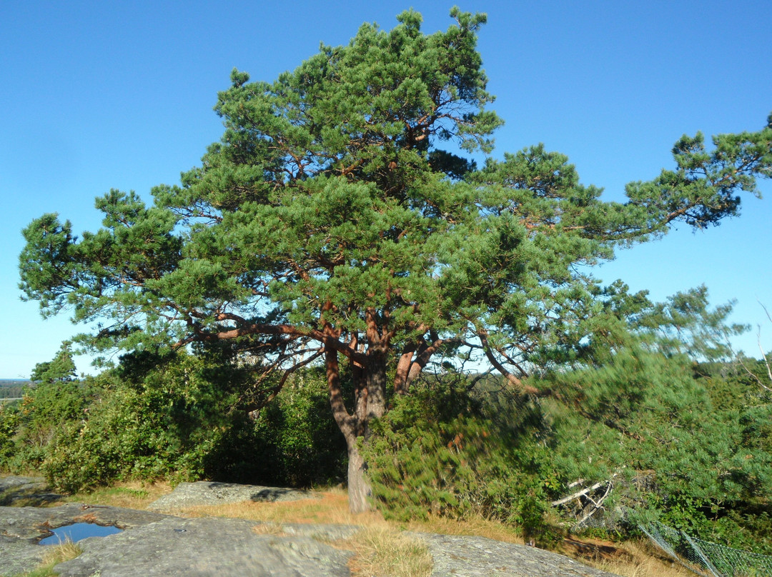 Borrås Skåra-Varobacka必去景点