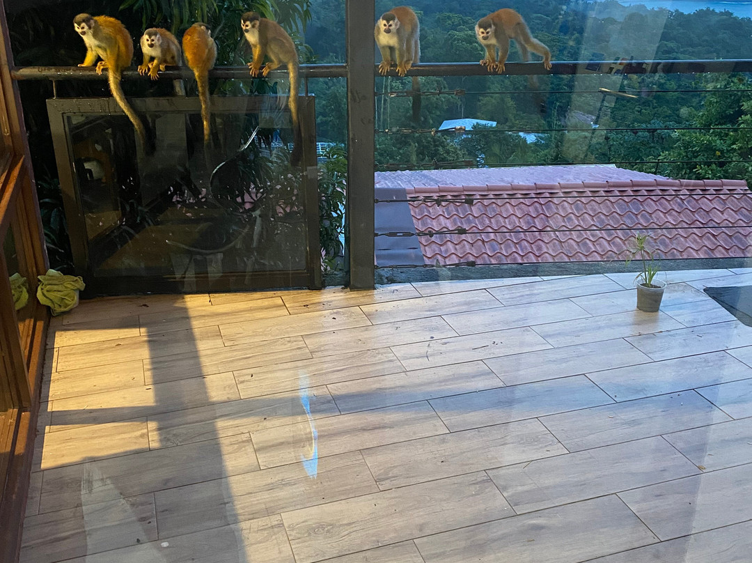 Monkey Tattoo Cr-克波斯必去景点