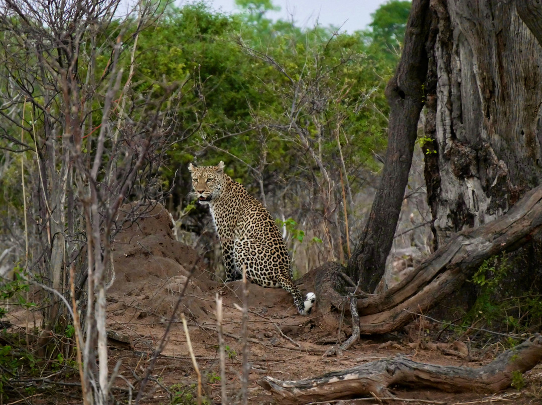 Real Africa Safaris Chobe-卡萨尼必去景点