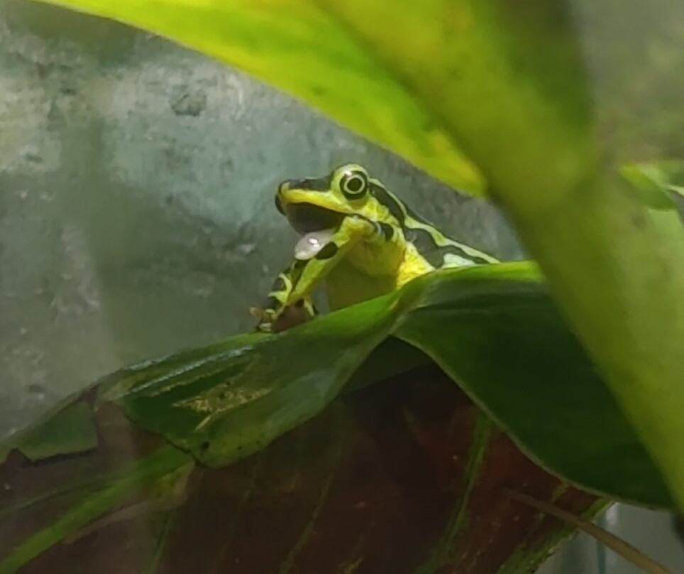 Wikiri Sapoparque-基多必去景点