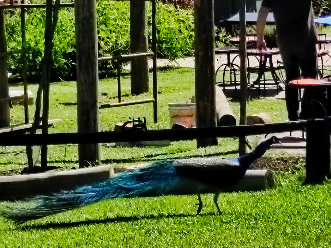 Parque Olivas de Gramado-格拉玛多必去景点