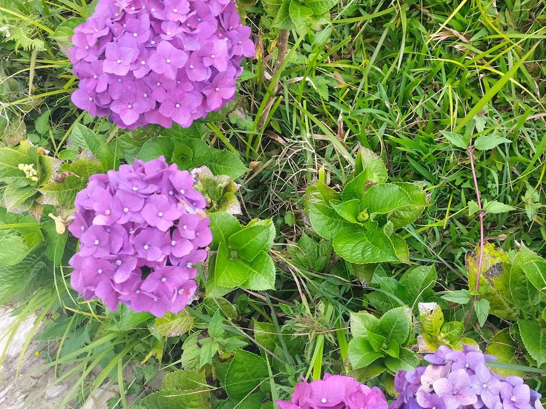 Bobocabin Kawah Ijen - Banyuwangi