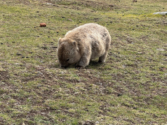 Localing Private Tours Tasmania-霍巴特必去景点