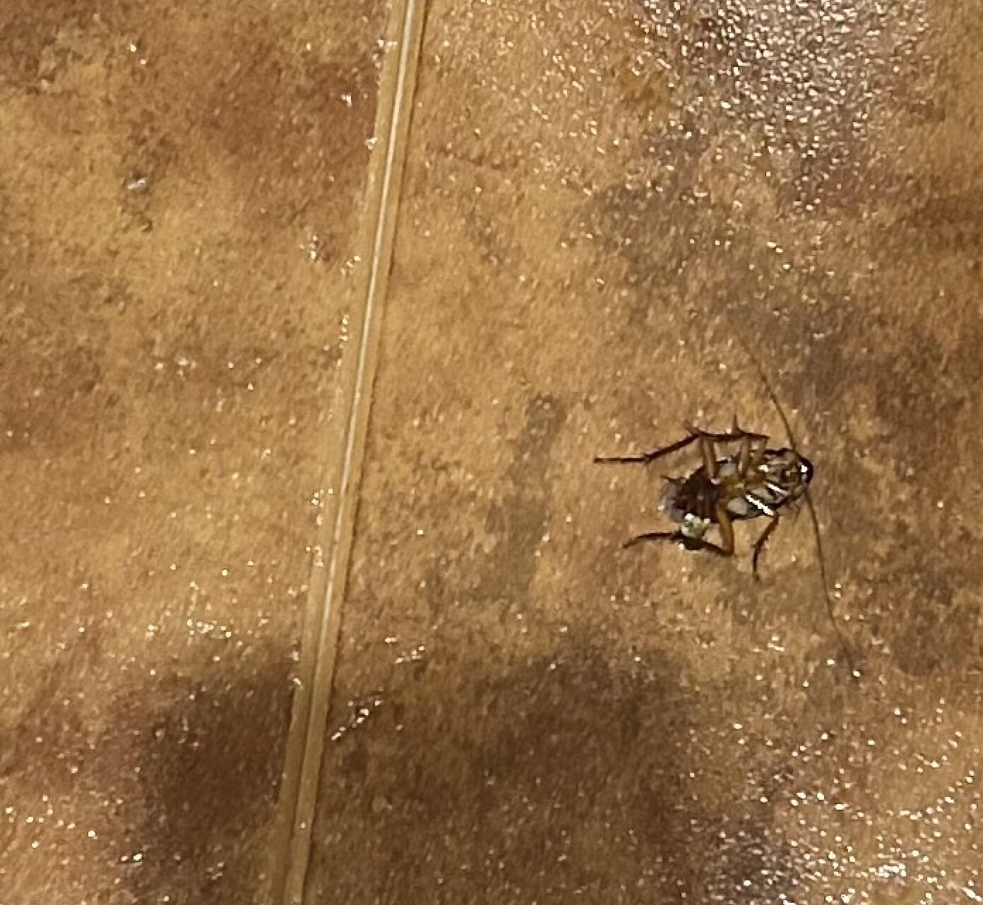 索玛希拉姆印度疗养度假酒店-浴室