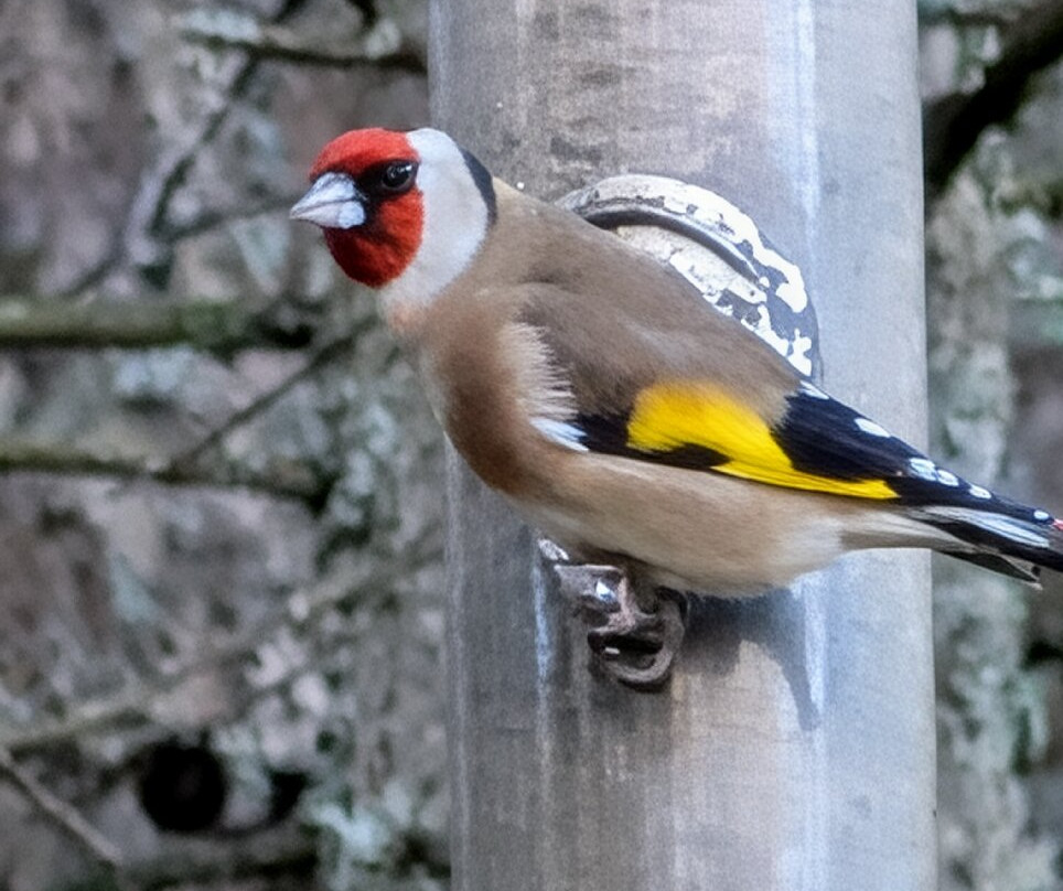 Nature Nuts-Blairgowrie必去景点