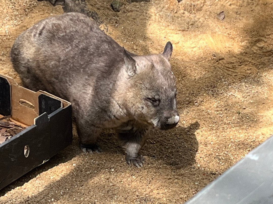 Hartley's Crocodile Adventures-Wangetti必去景点