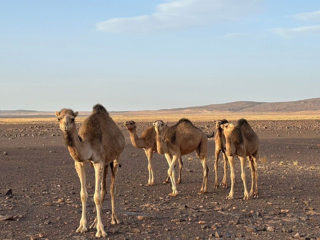 Sahara Africa Tours-Djanet必去景点