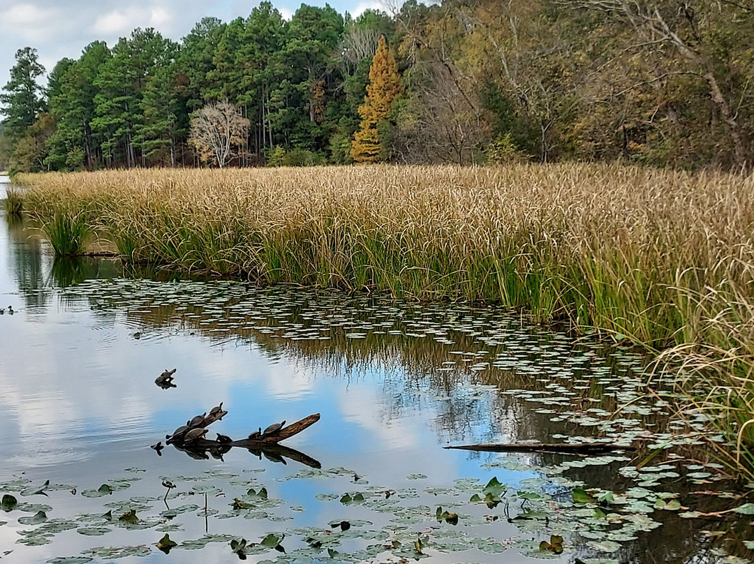 Tyler State Park-泰勒必去景点