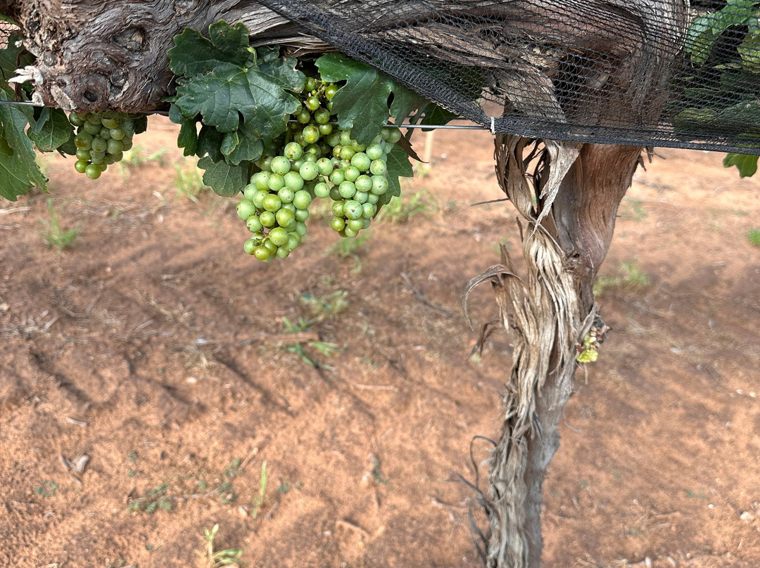 Oswald Vineyard-Brownfield必去景点
