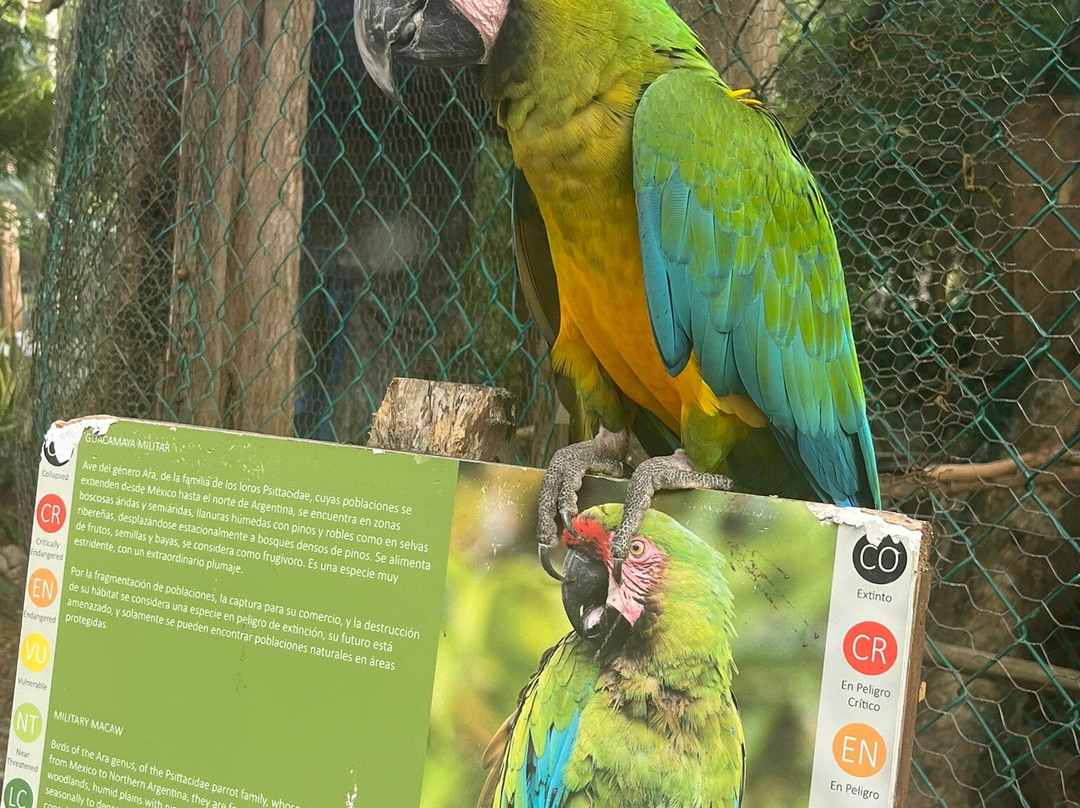 Akumal Monkey Sanctuary & Rescued Animals-艾库玛尔必去景点