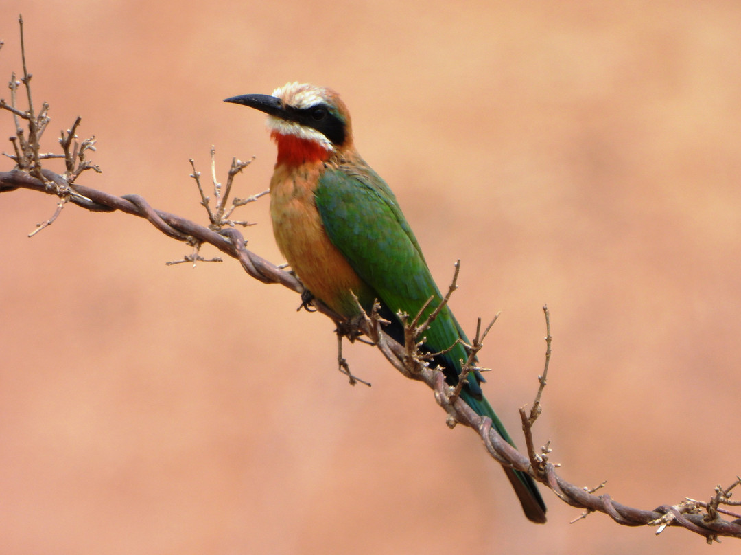 Khalanga Safaris-伐拉博瓦必去景点