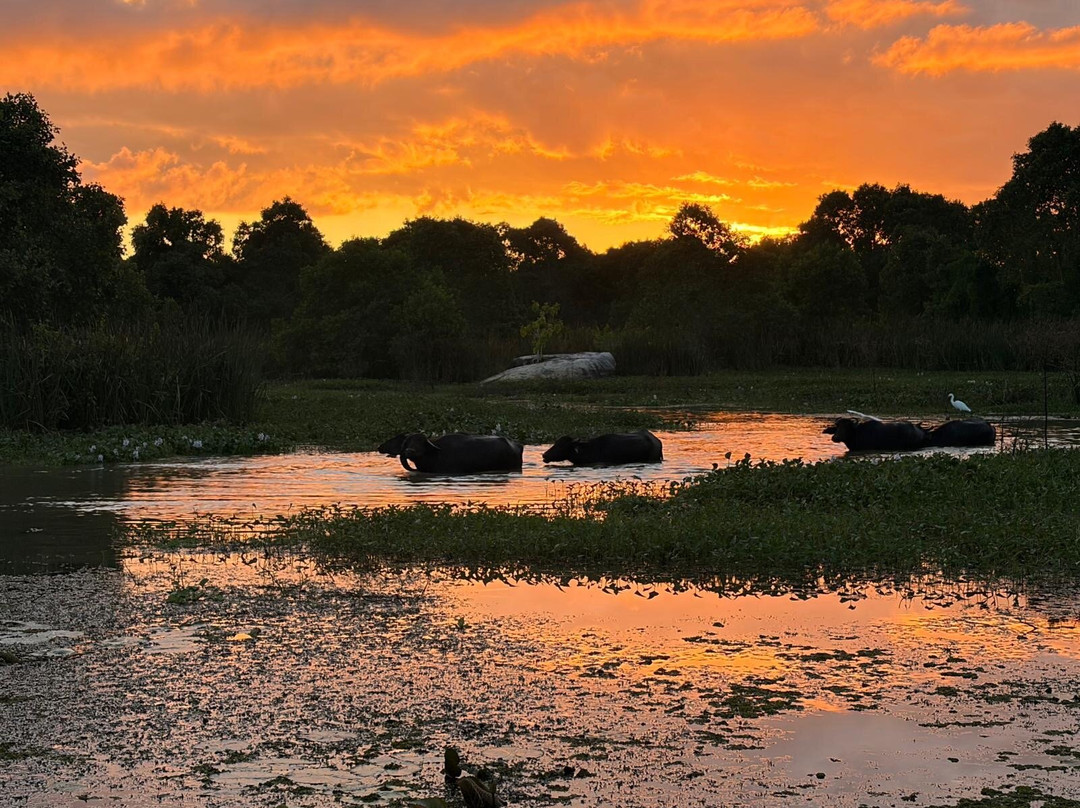 Kalametiya Bird Watching & Ecotourism-Kalametiya必去景点