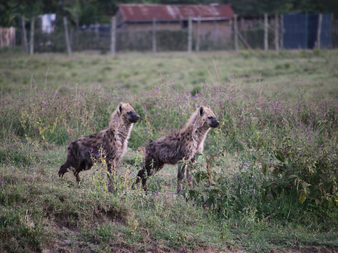 APODIFORMES ADVENTURES-内罗毕必去景点