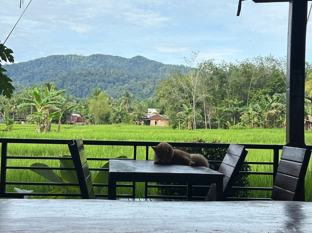 Bukit Lawang Adventure-武吉拉旺必去景点