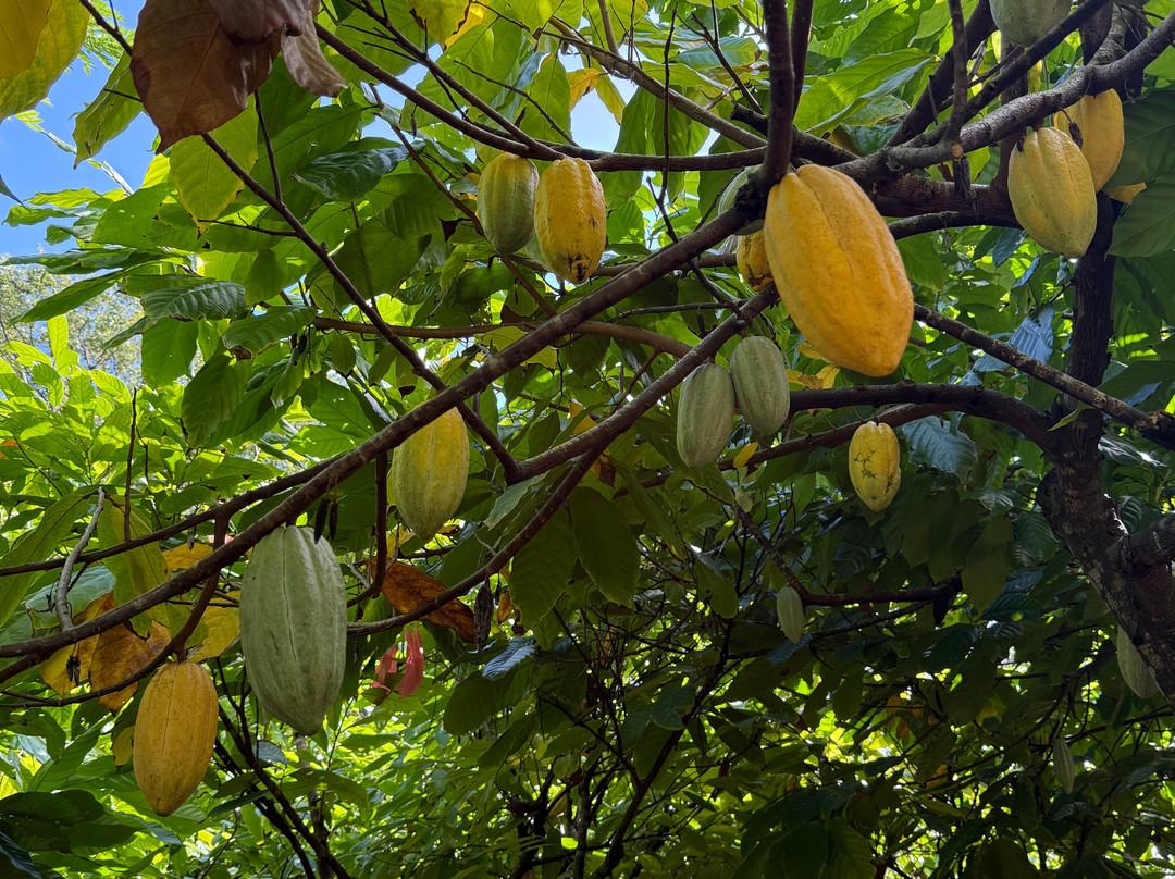 Lydgate Farms Kauai Chocolate
