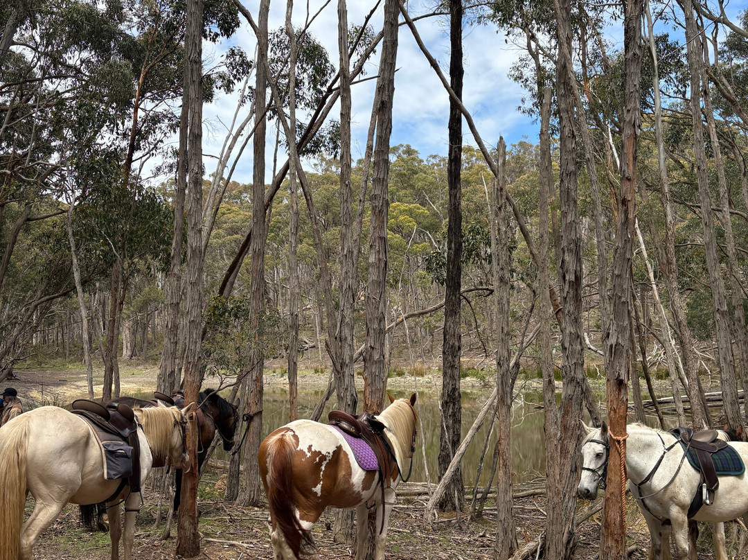 Silver Brumby Trails-Spring Hill必去景点