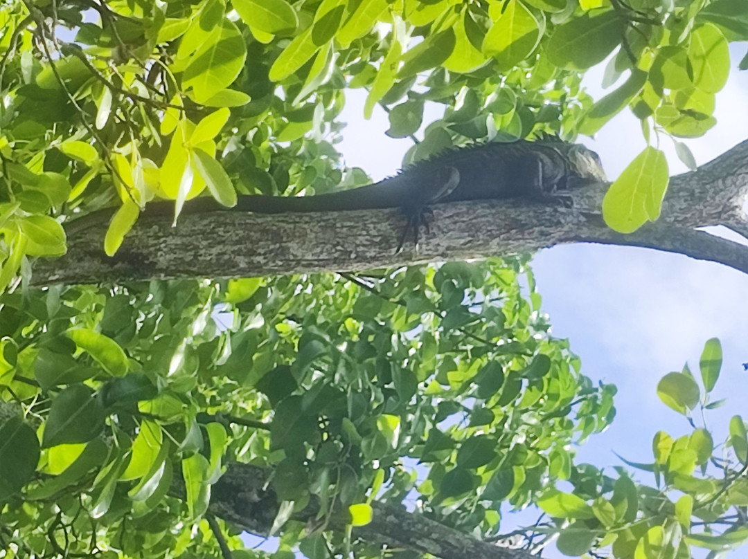 Balade du Soleil-Le Francois必去景点