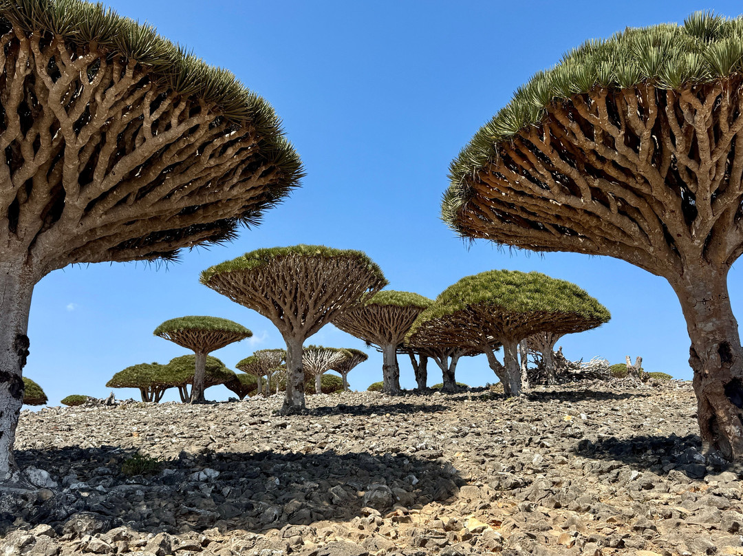 Embrace Socotra-Hadiboh必去景点