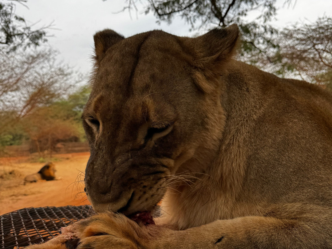 Max Sakho Chauffeur Guide-Saly必去景点