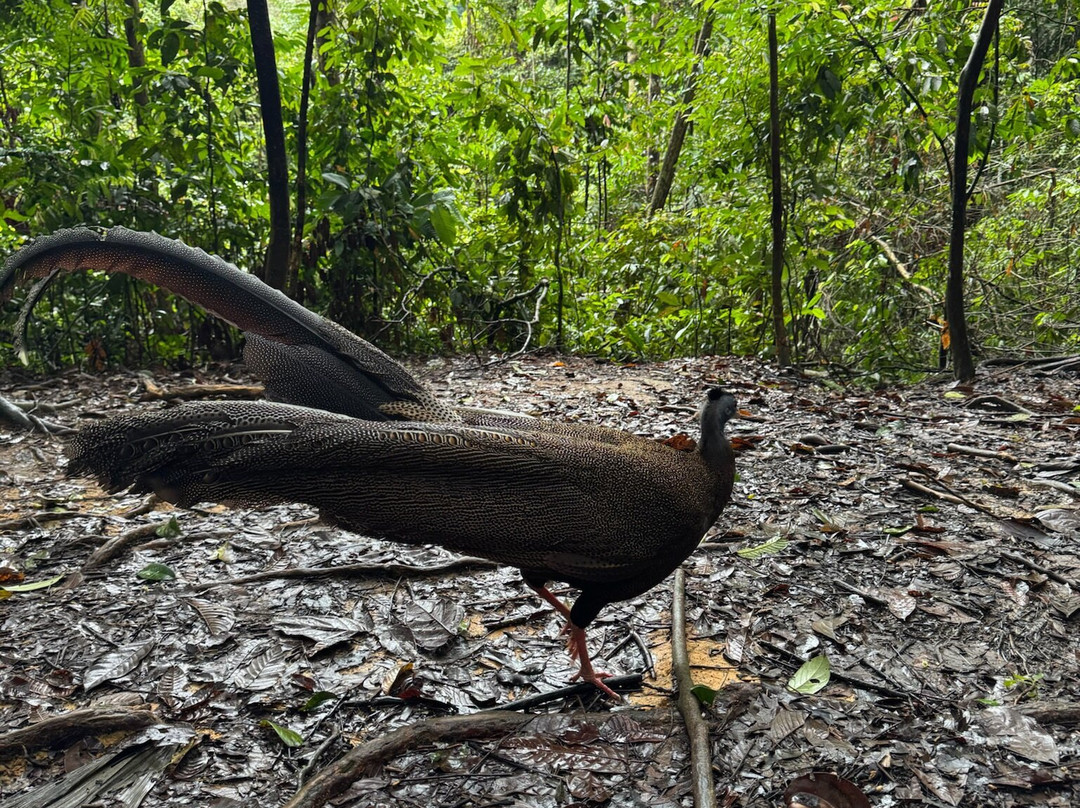 Trekking Orangutan Sumatra-武吉拉旺必去景点