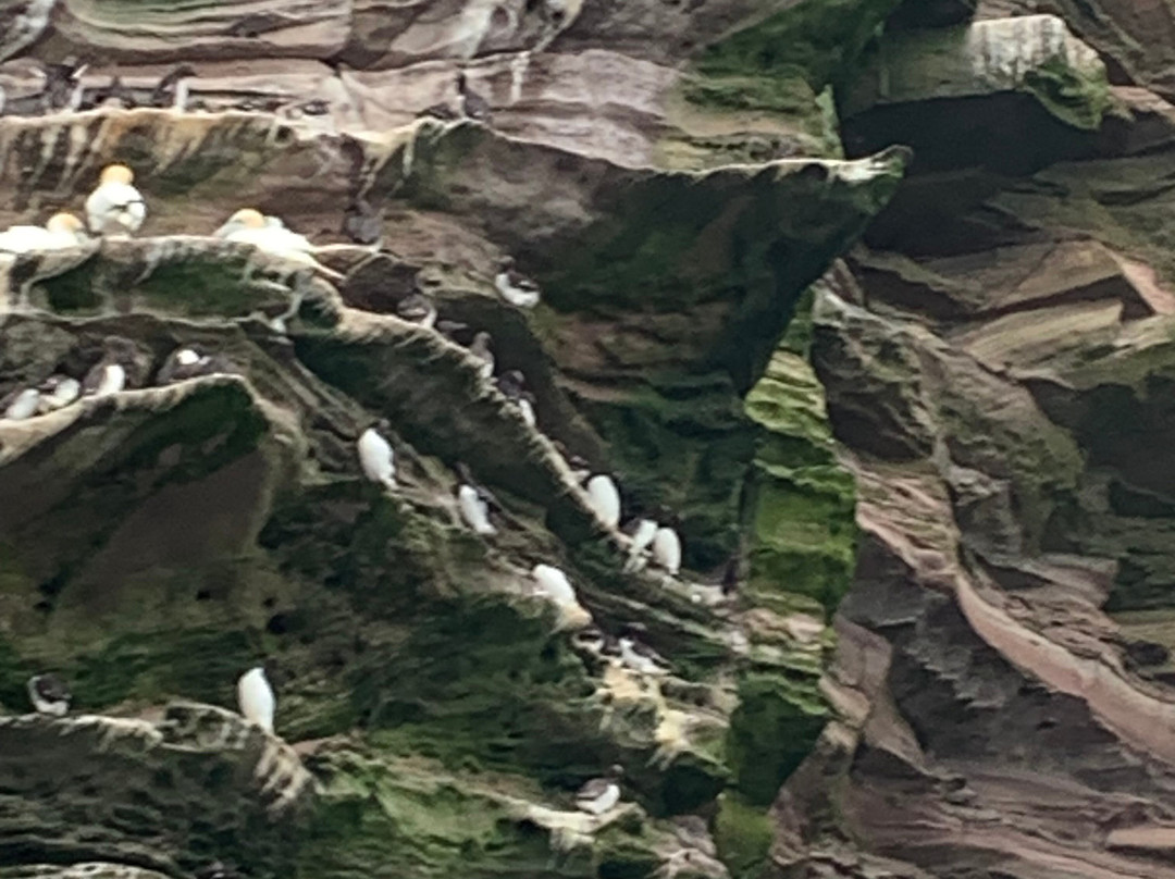 Shetland Seabird Tours - The Noss Boat-Lerwick必去景点