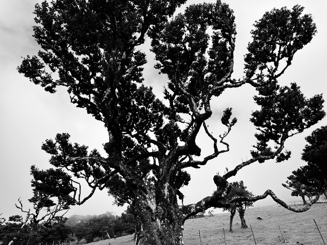 Posto Florestal Fanal-莫尼什港必去景点