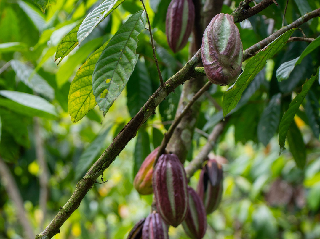 Maleku Chocolate-Upala必去景点