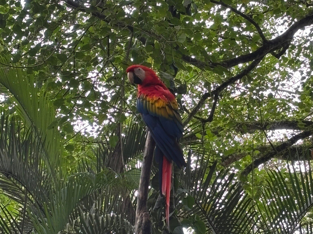 Jaguar Rescue Center-旧港必去景点
