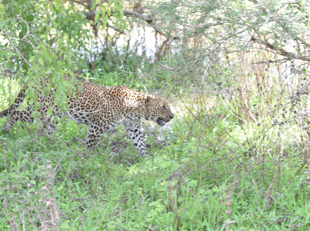 Gesha Tours Sri Lanka-Panadura必去景点
