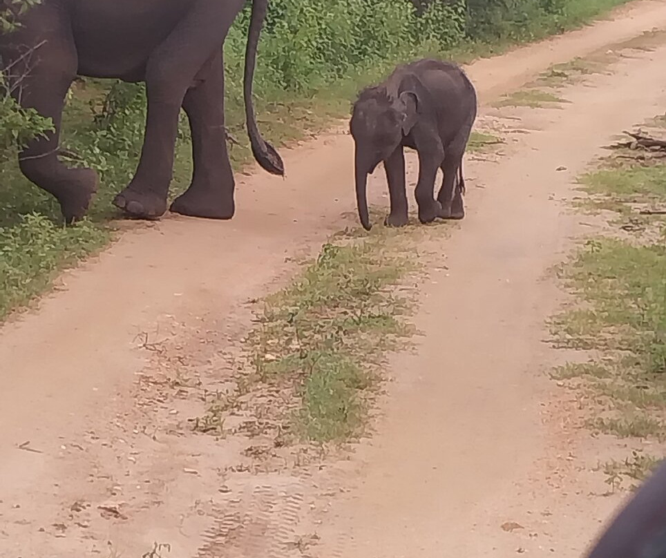 Udawalawe National Park Safari-乌达瓦拉瓦必去景点