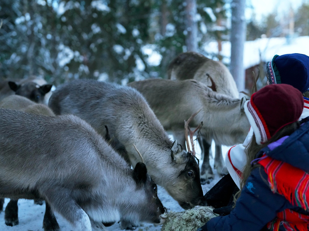 Samireindeer-Balinge必去景点