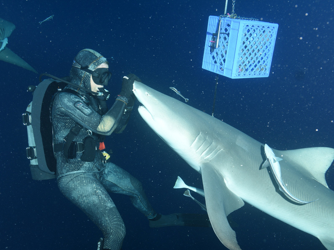 Salty Divers-朱庇特必去景点