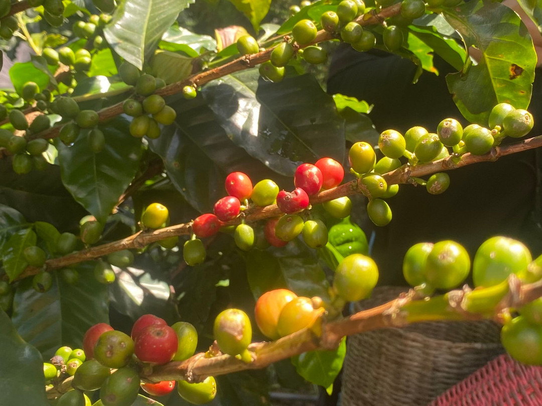 Ecoturismo La Nohelia-Jerico必去景点