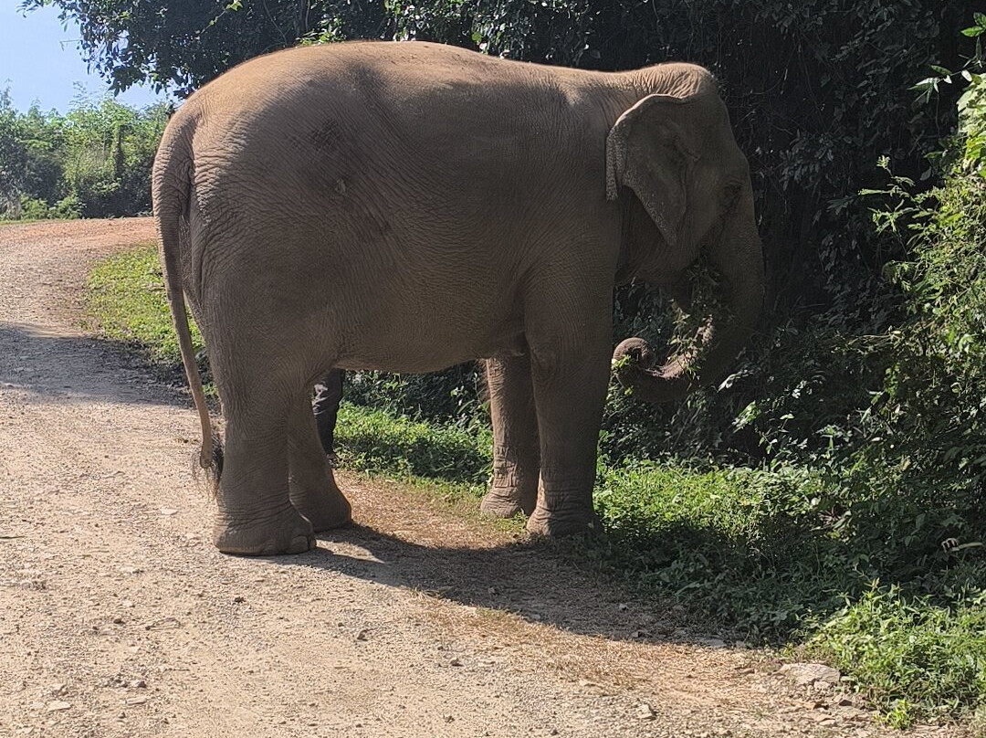 Elephant Haven-柿约必去景点