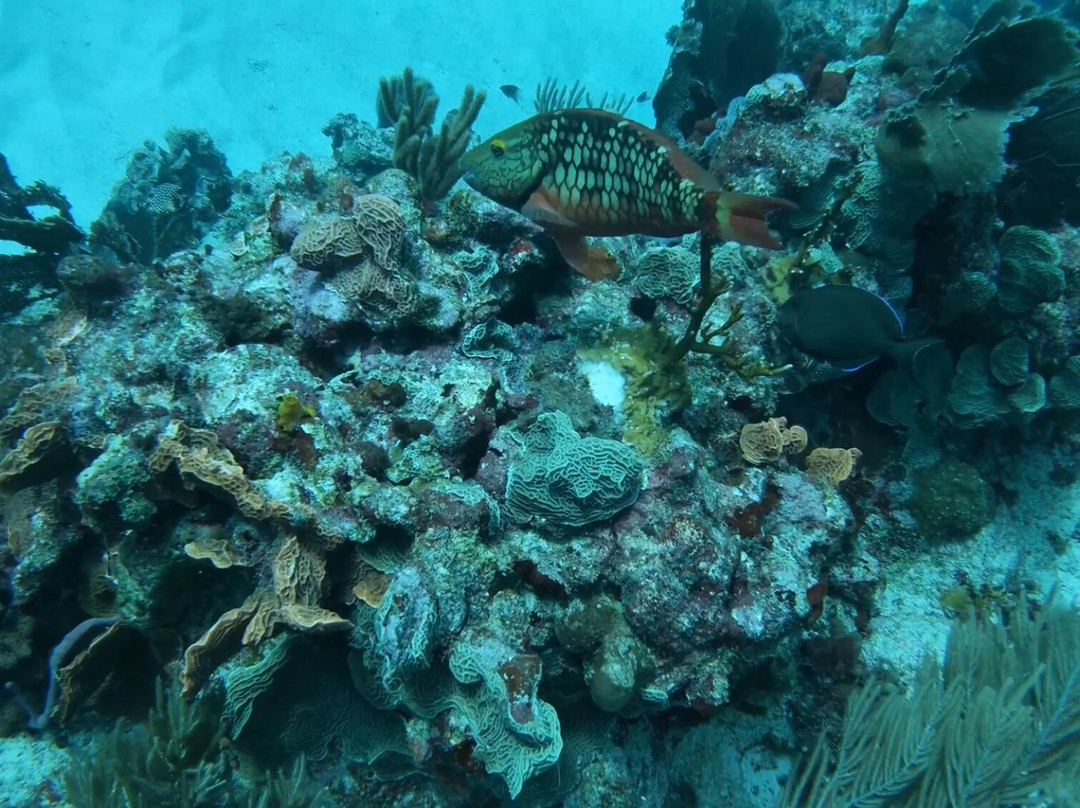 Squalo Divers-坎昆必去景点