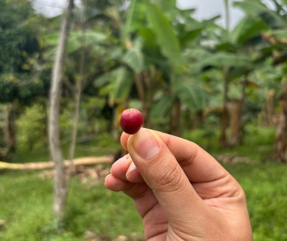 La Union Coffee Farm - Coffee & Fruits Tours-佩雷拉必去景点