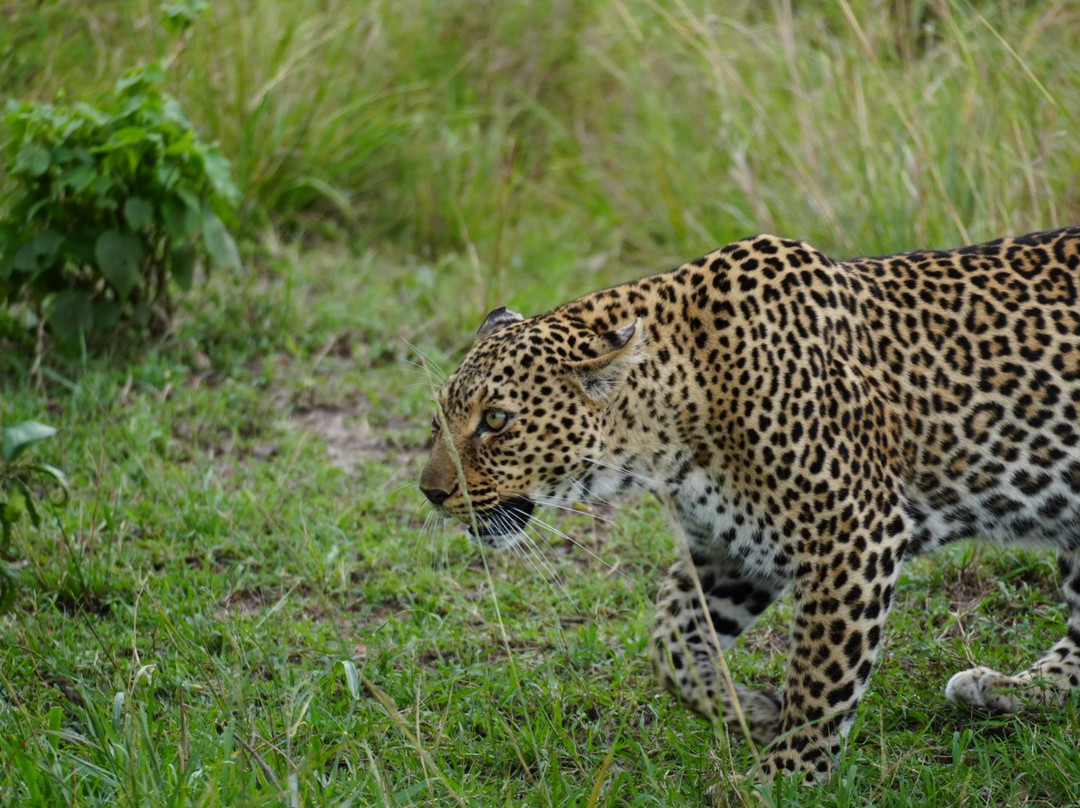 Shoor Safaris Kenya-内罗毕必去景点