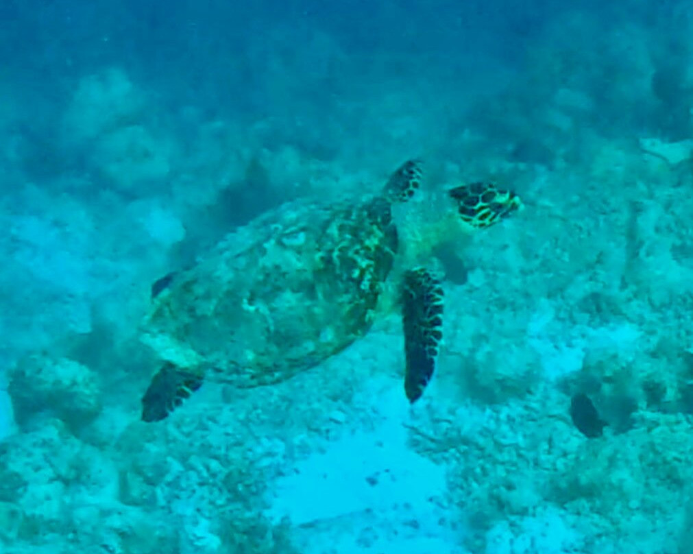Himmafushi Scuba Adventure-Himmafushi Island必去景点