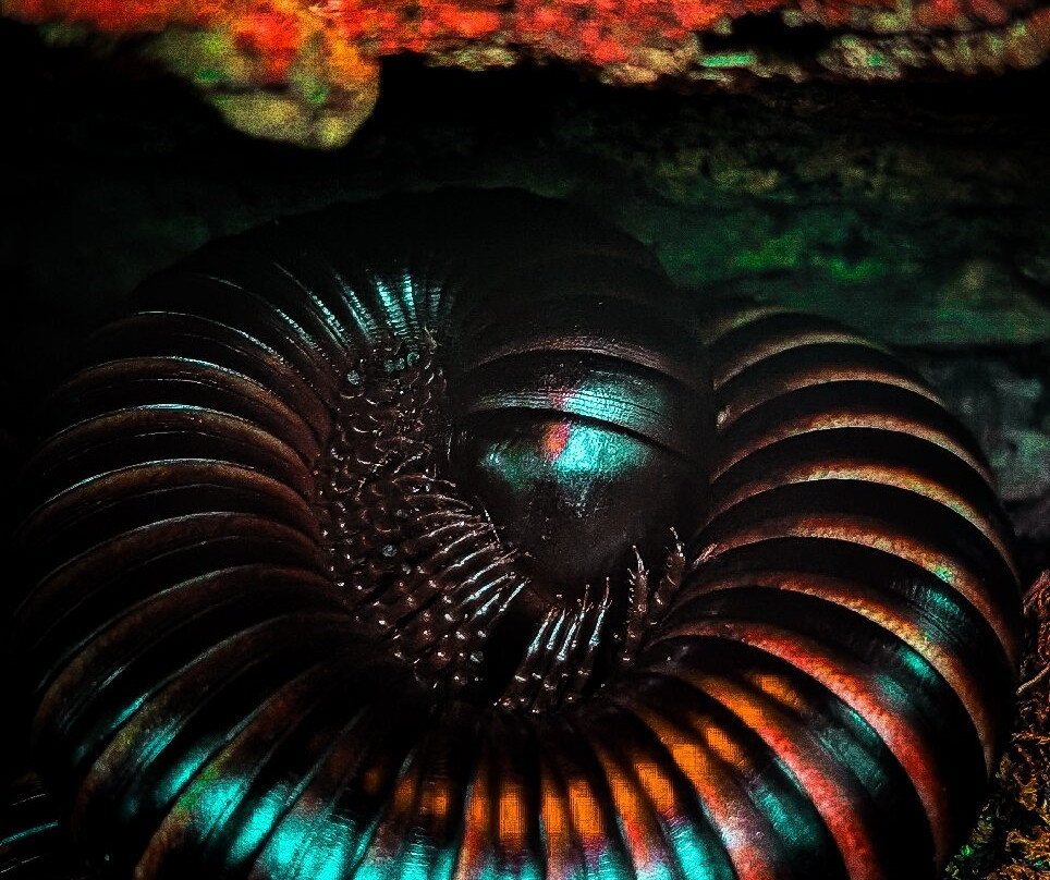 Pili Palas Nature World-Menai Bridge必去景点