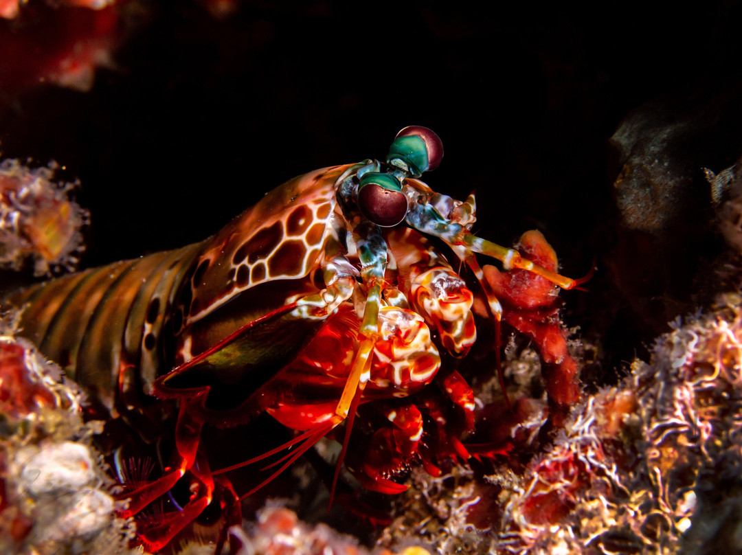 A-one Diving-拉廊必去景点