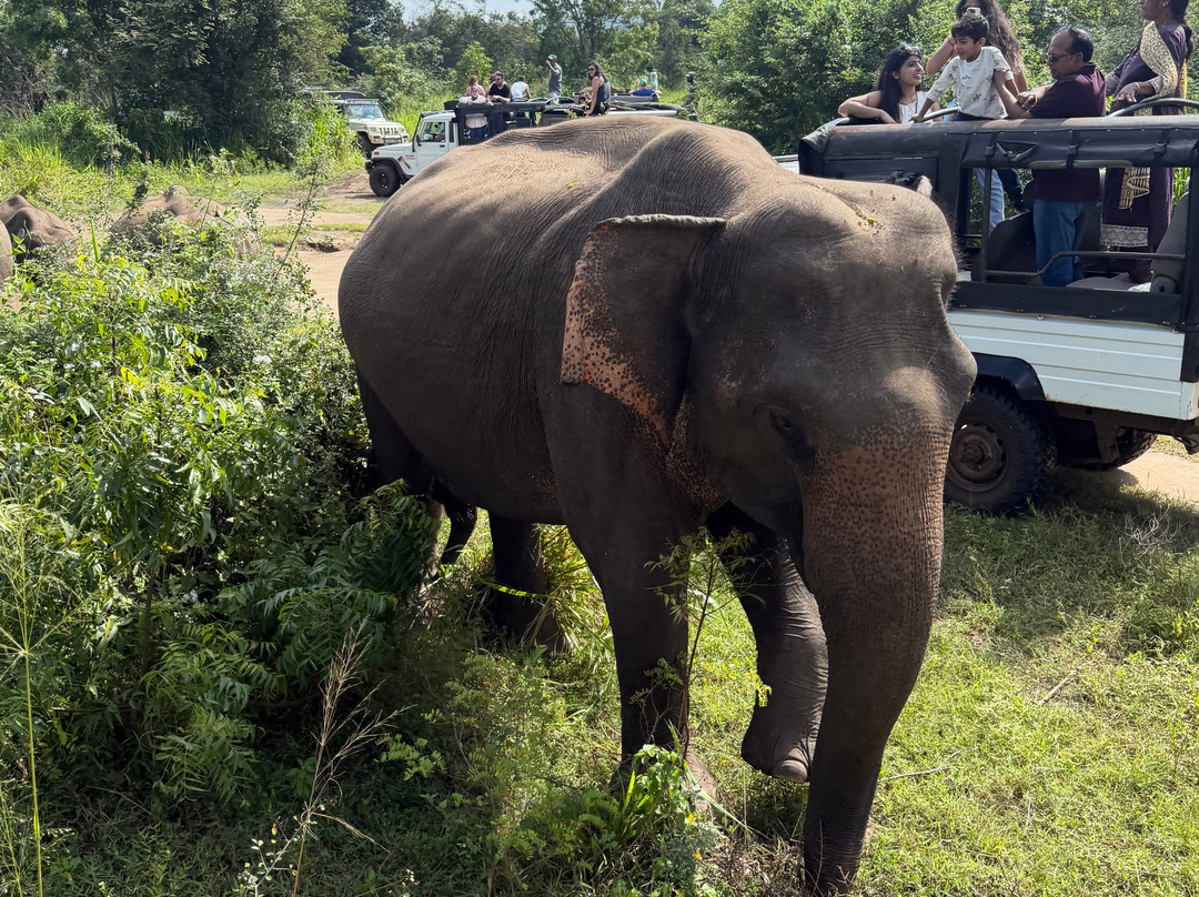 Sri Shannon Tours-尼甘布必去景点