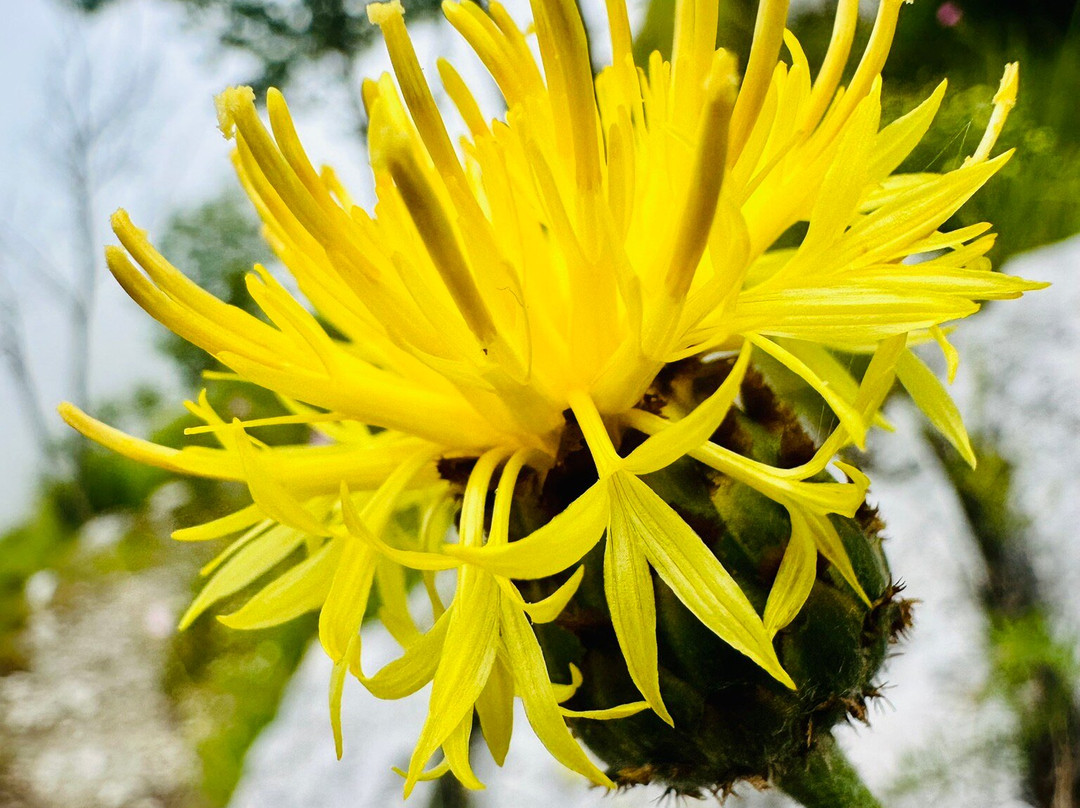 Orto Botanico Pellegrini - Ansaldi-马萨必去景点