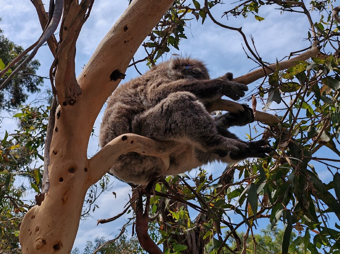 菲利普岛自然公园－考拉保护中心-莱尔必去景点
